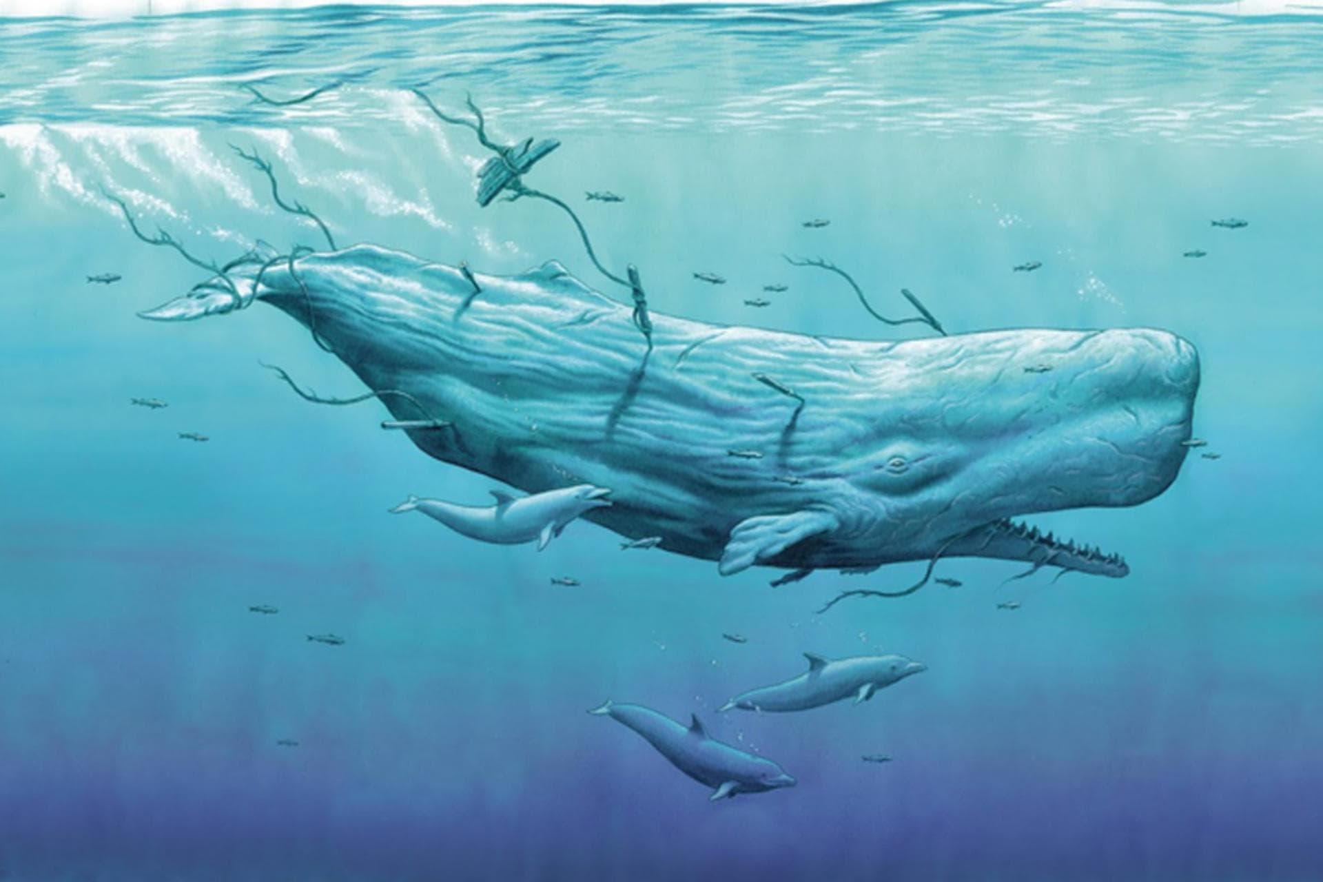 Mocha Dick, la leyenda de la ballena blanca
